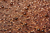 BRM 124 Bronze